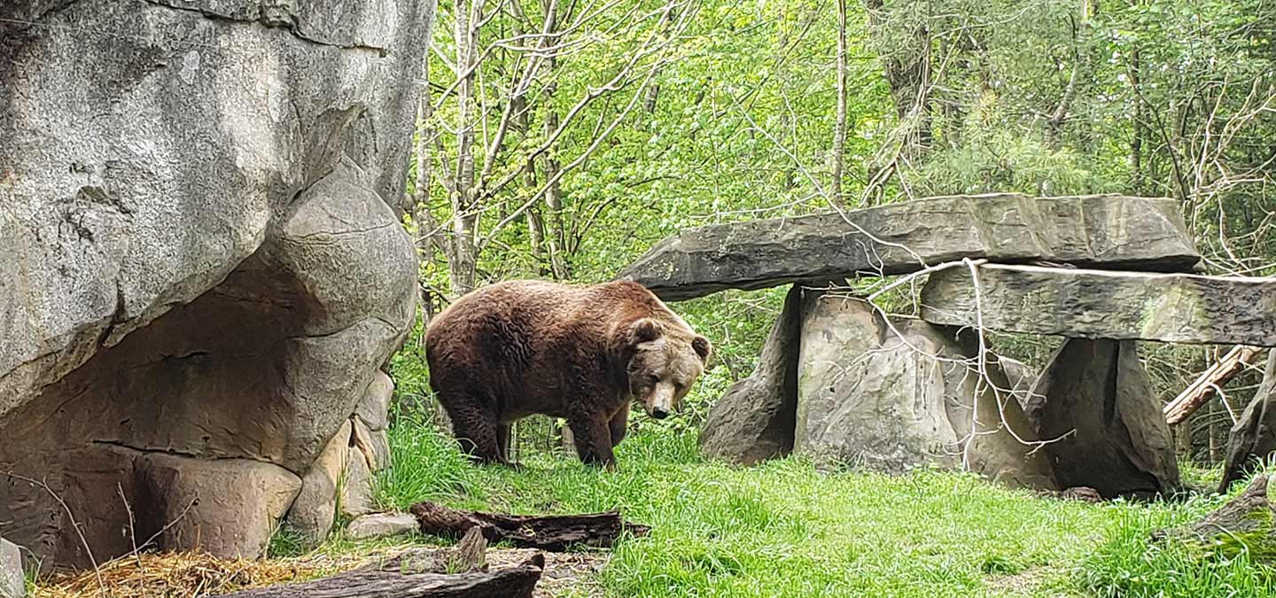 January / February is birthday time for bears - BearWise