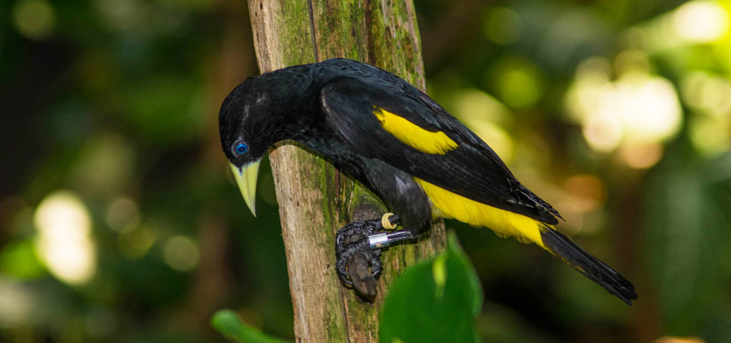 Yellow-rumped Cacique - The Canopy Family
