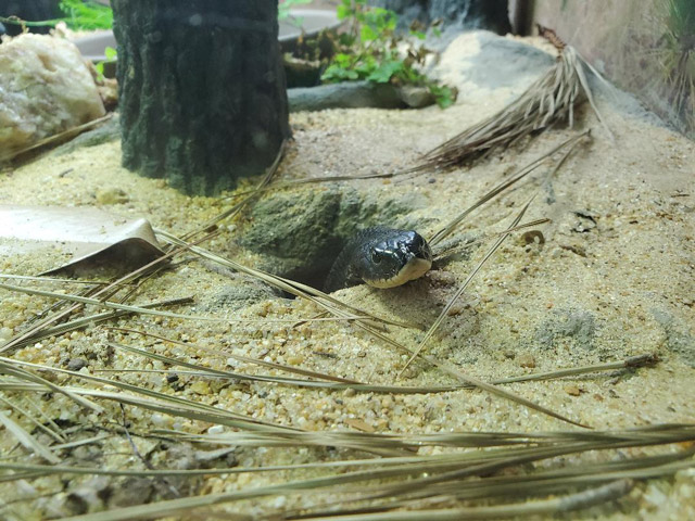 North Carolina Zoo on Instagram: A snake playing possum? That's