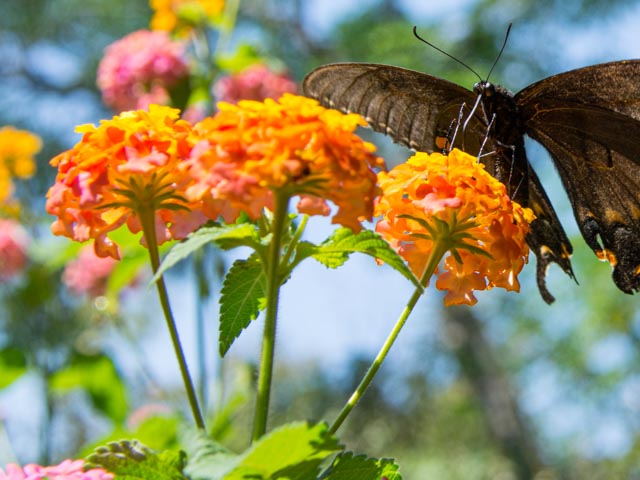 North Carolina Zoo's Annual Plant Sale 