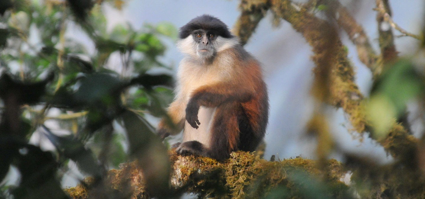 Conserving Red Colobus Africas Most Threatened Monkey Group North