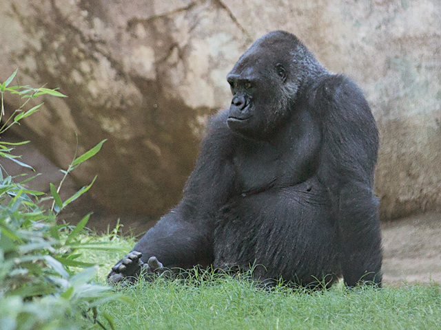 North Carolina Zoo Mourns the Passing of Rosie, the Matriarch of the ...