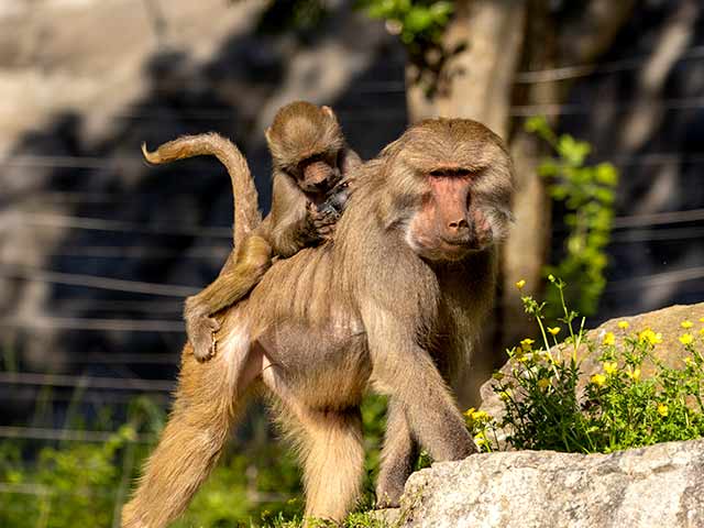 Baboon Habitat Reopening | North Carolina Zoo