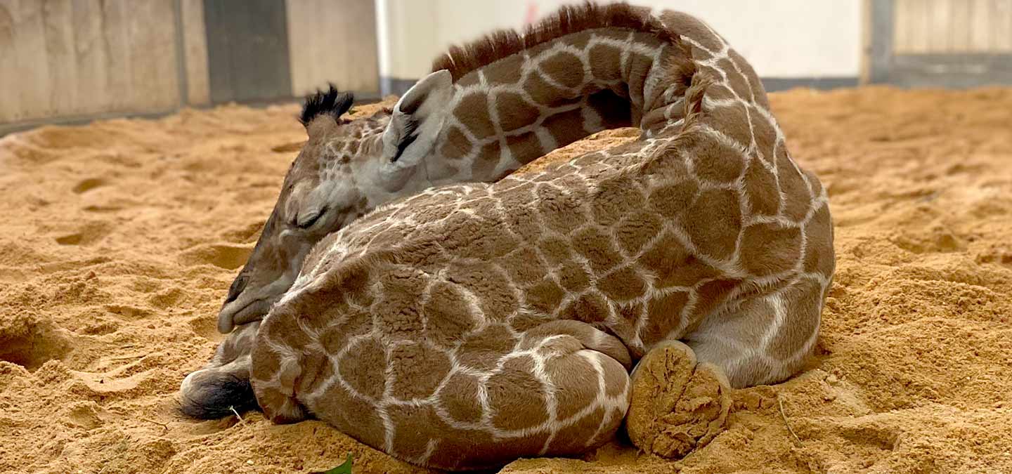 giraffe animal baby