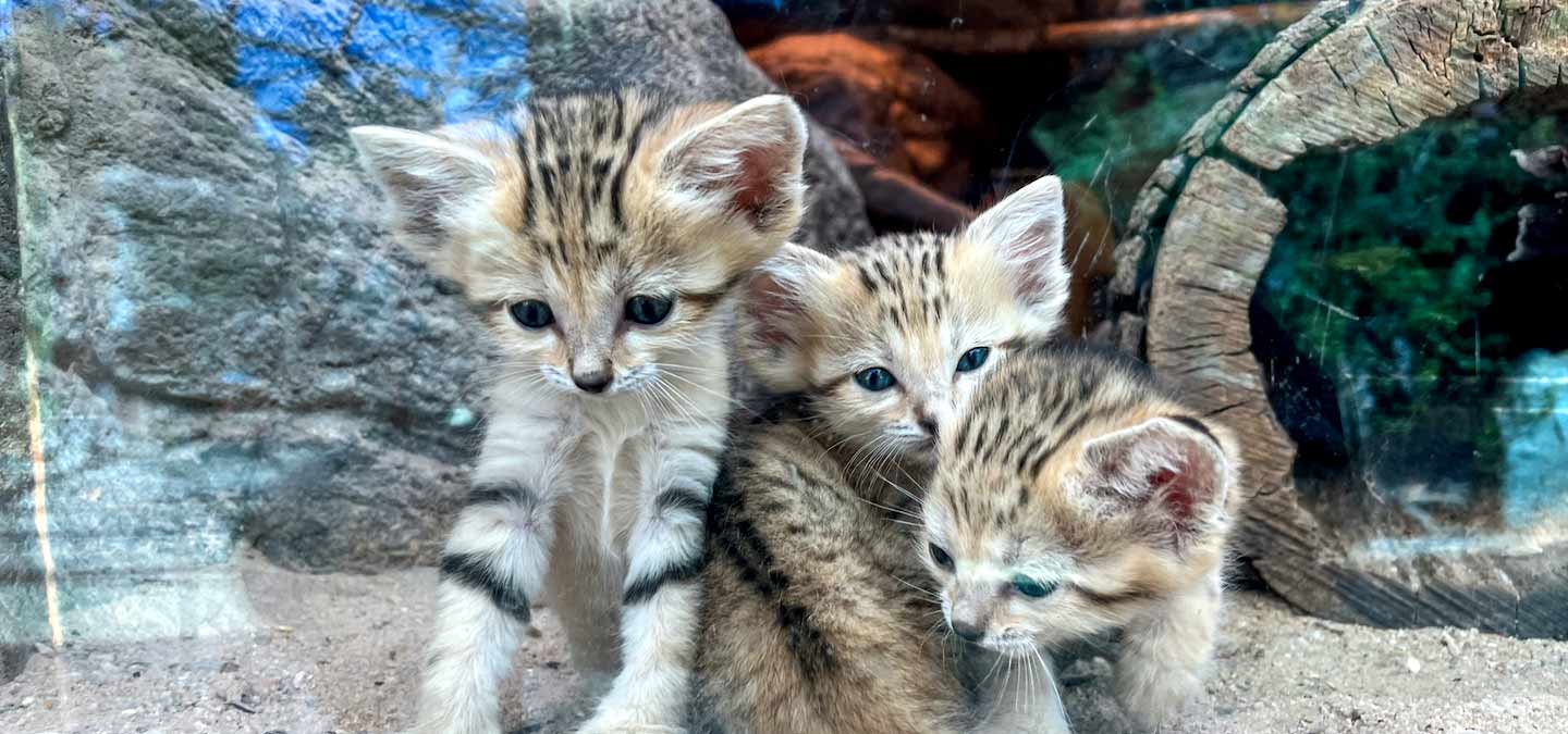 North Carolina Zoo Asks Public to Vote on Names of Sand Cat Triplets