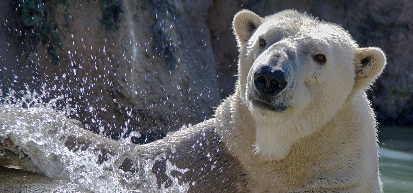 A Year in the Life of a Polar Bear