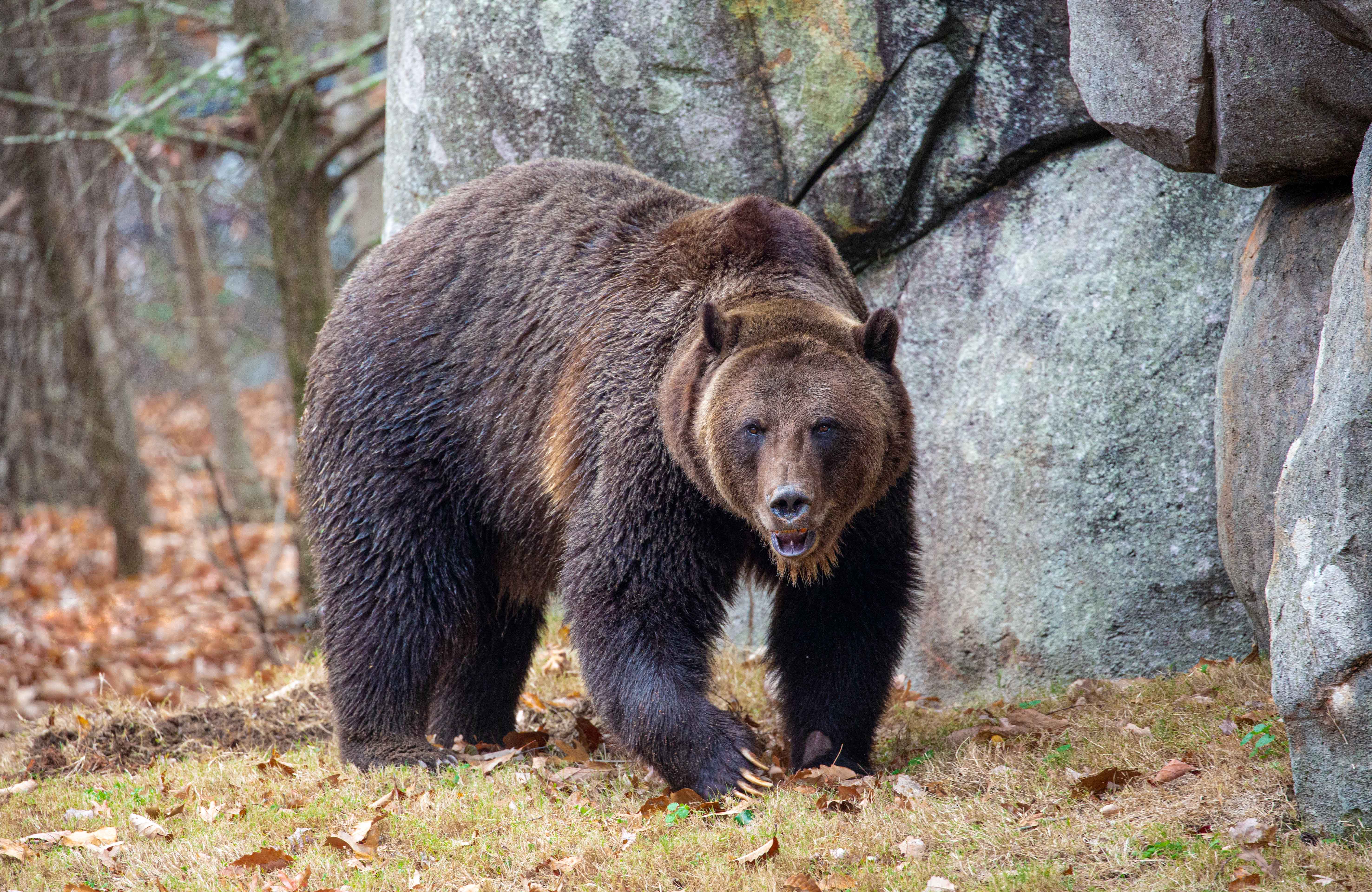 Grizzly Bear Habitat | North Carolina Zoo