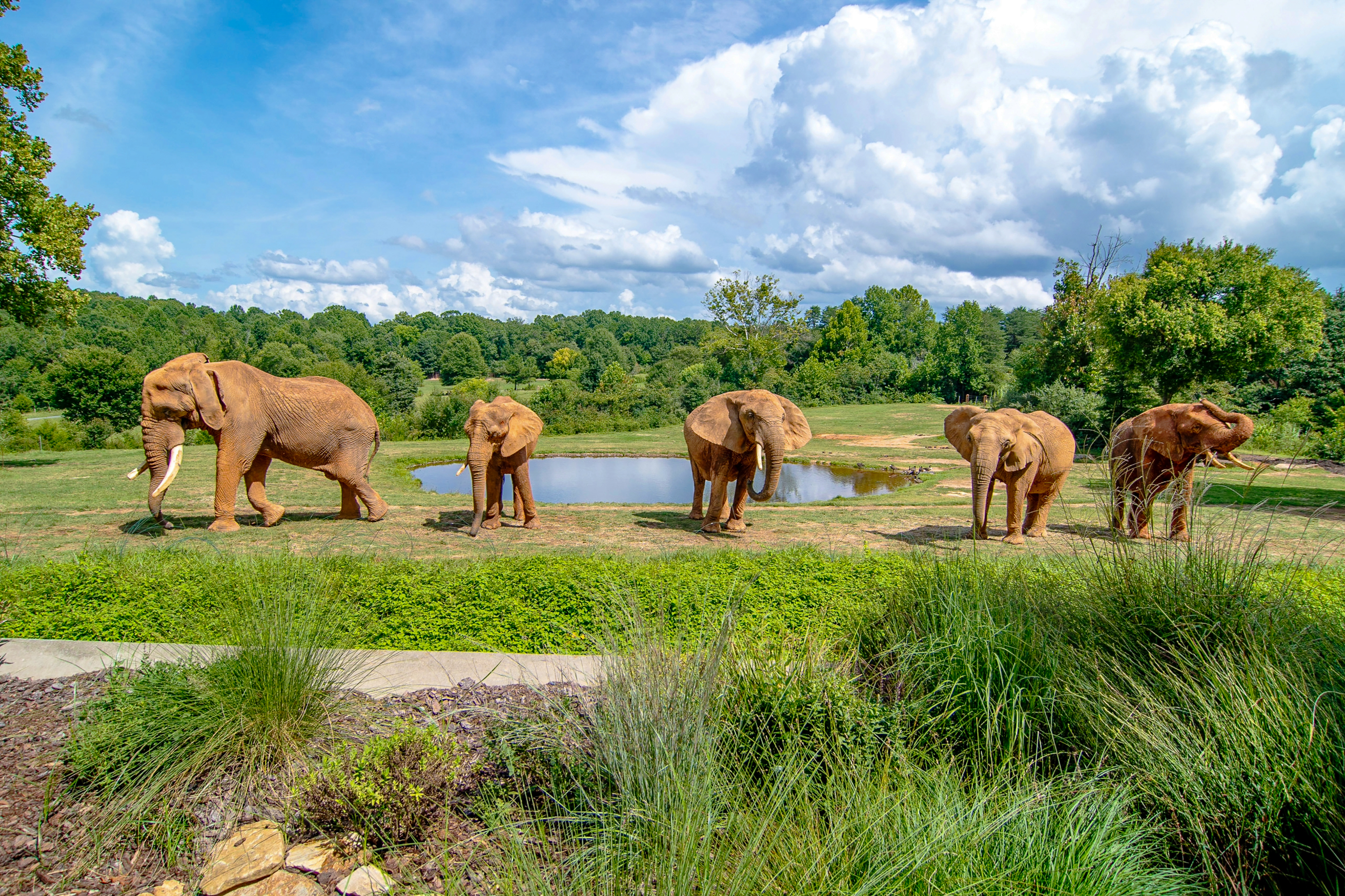 Visit North Carolina Zoo