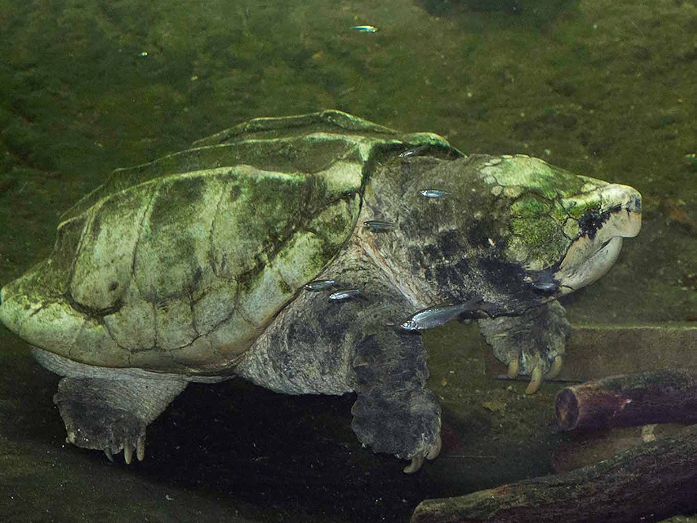 Alligator Snapping Turtle | North Carolina Zoo