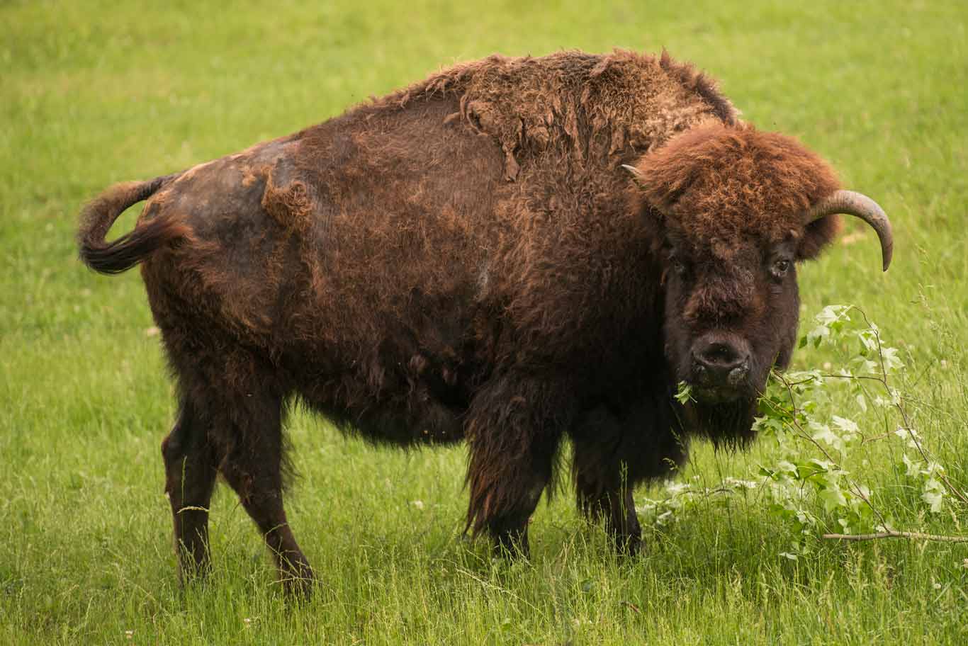 American Bison | North Carolina Zoo