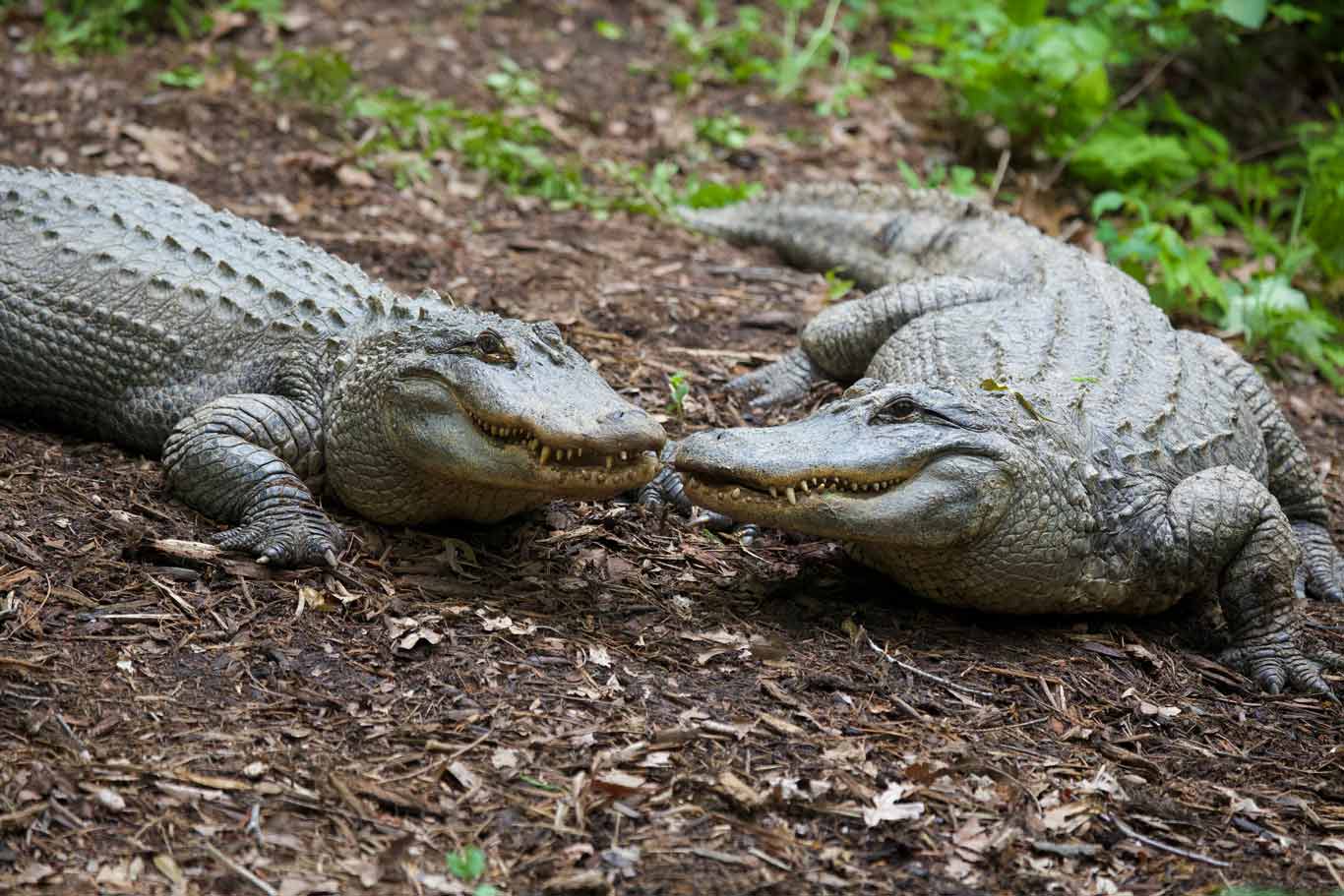 American Alligator | North Carolina Zoo