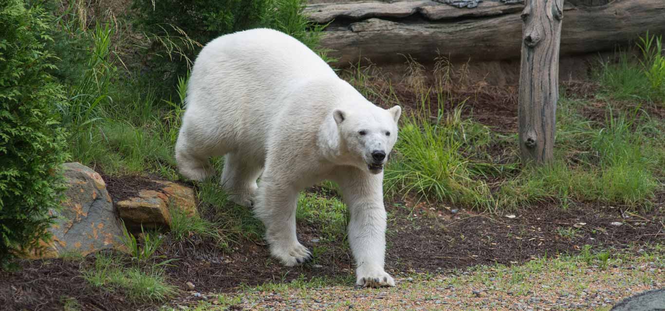 A Day in the Life: Polar Bear Keeper | North Carolina Zoo