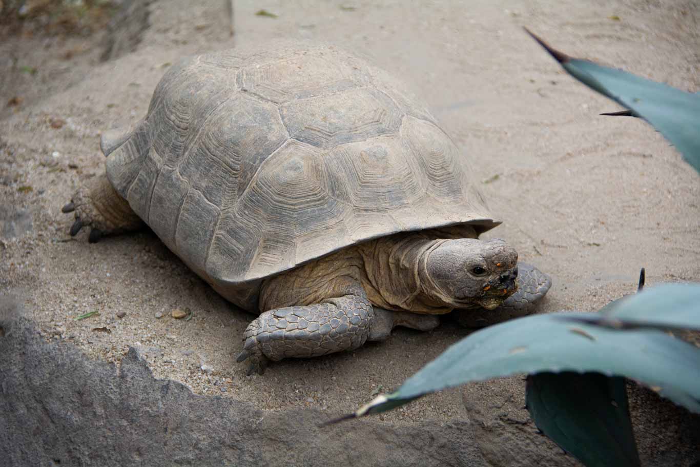 Desert Tortoise | North Carolina Zoo