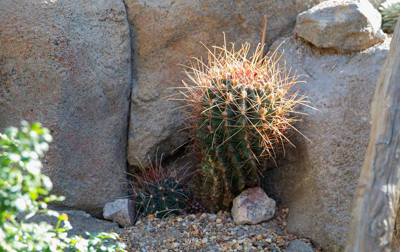 Southwestern Barrel outlet Cactus