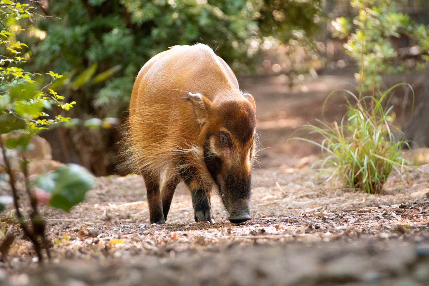 Red River Hog | North Carolina Zoo