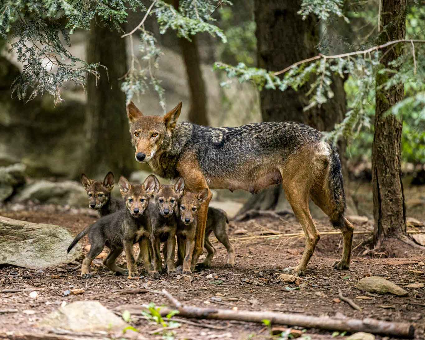 Red Wolf Habitat | North Carolina Zoo