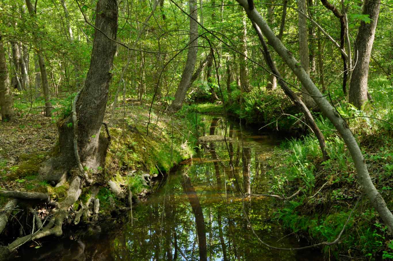 Regional Conservation | North Carolina Zoo