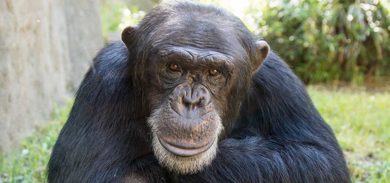 The Story of Chimp Kendall | North Carolina Zoo