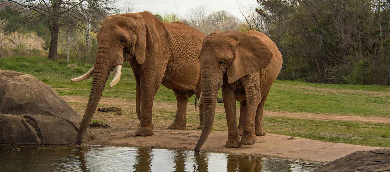 Zookeeper Appreciation Week: Managing & Training Elephants | North ...