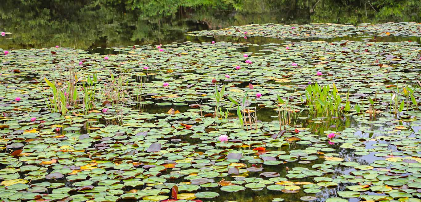 Green Practices | North Carolina Zoo