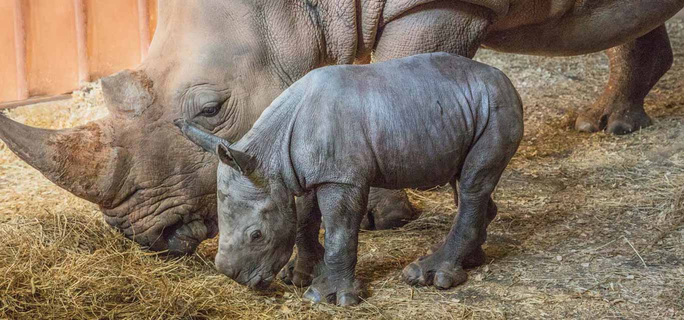 North Carolina Zoo Announces Baby Rhino Name | North Carolina Zoo