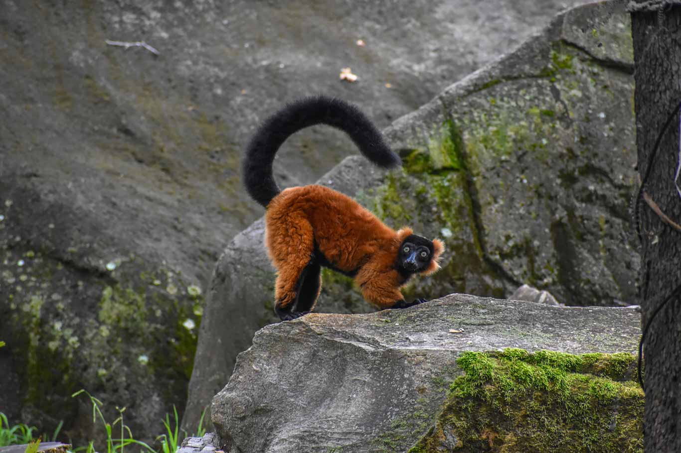 Red-ruffed Lemur | North Carolina Zoo