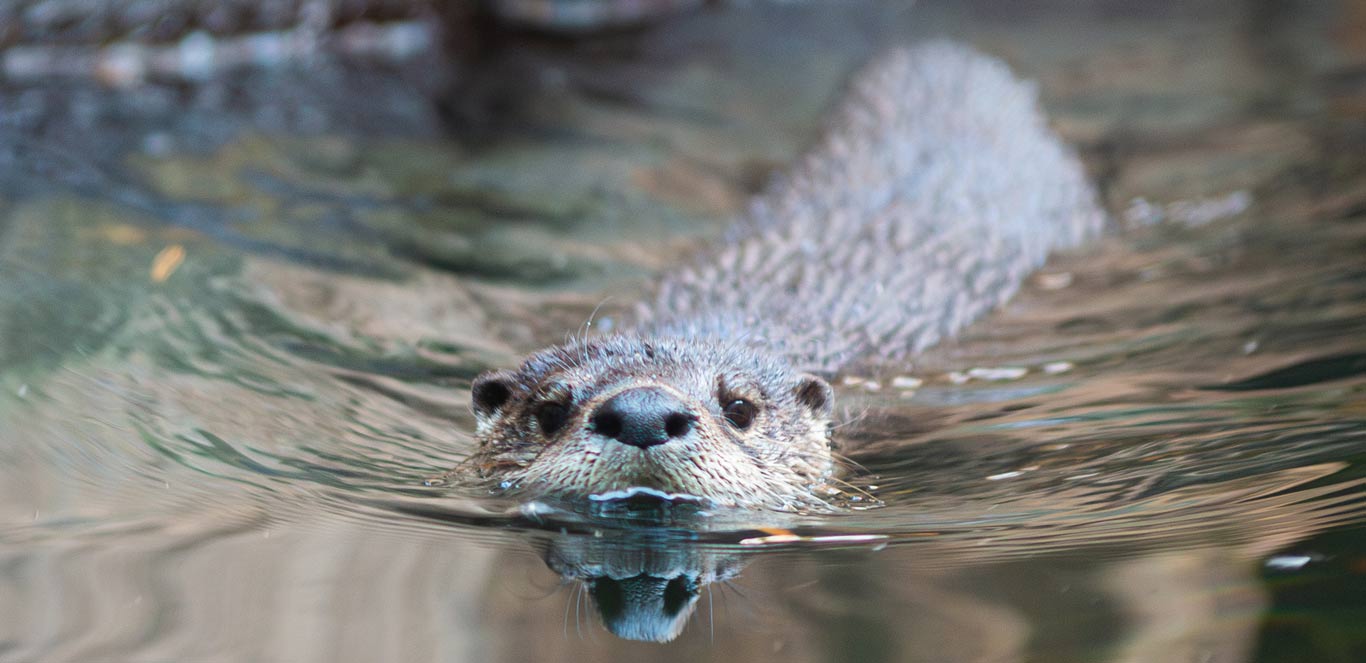 North American River Otter | North Carolina Zoo