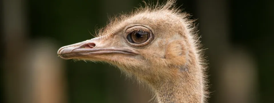 Ostrich face profile