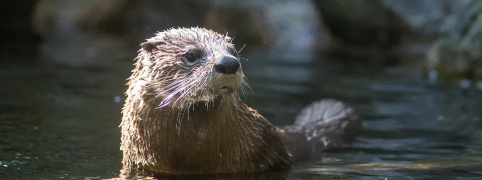 A scruffy, brown North American River Otter poking its brown, rodent looking head and shoulders out of water.