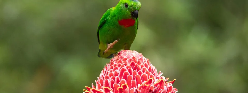 Aviary Bird in Winter