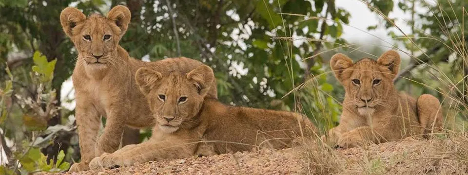 Kafue lion cubs