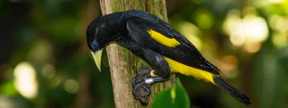 Yellow rumped caciques