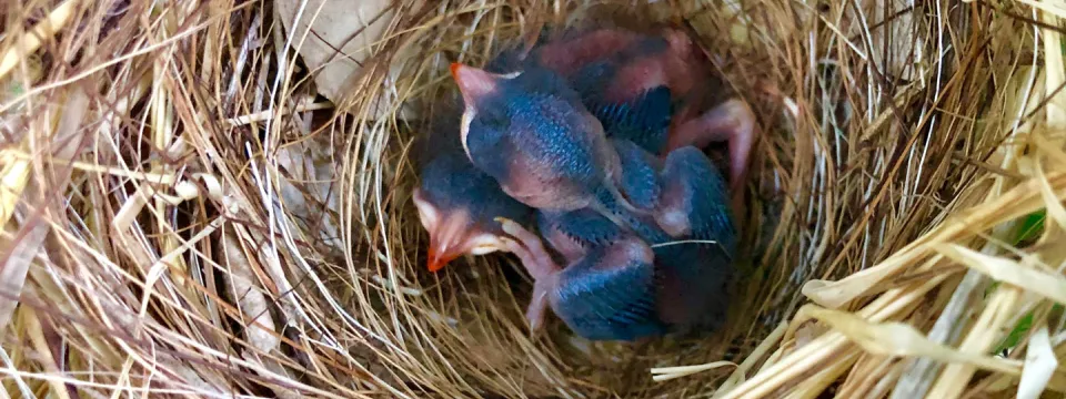 Pekin robin chicks 5 days old