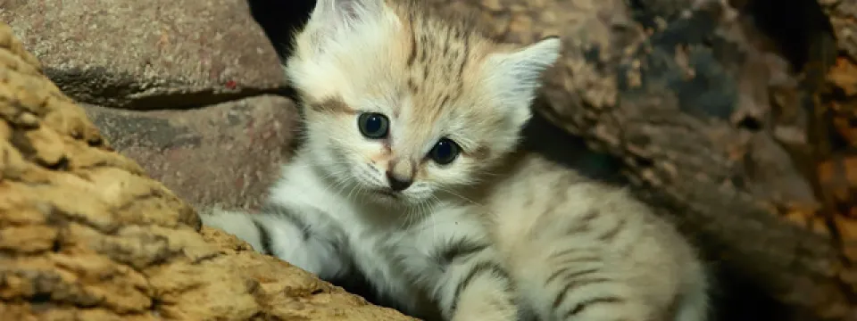 Sand cat kitten