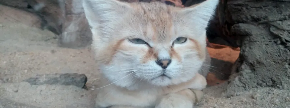 Sand Cat Cosmo