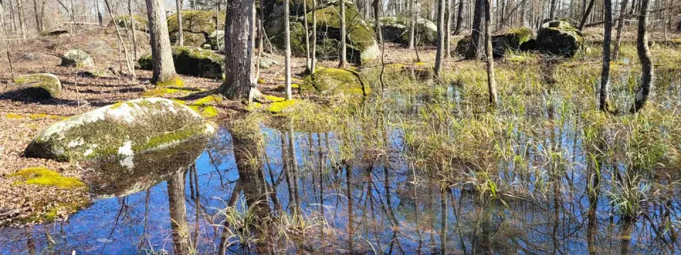 A wide shot of a serene wetland scene. The foreground features a shallow body of water reflecting trees and large moss-covered rocks. The water's surface is mostly still, creating clear reflections of the blue sky and the trees. Patches of tall grasses grow in the water and along the edges. The background is filled with a dense forest of bare trees.