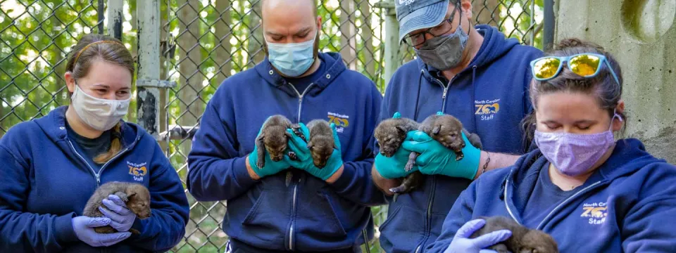 animal staff holding red wolf pups born in spring of 2021