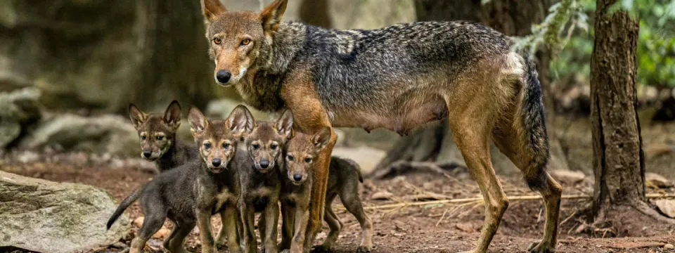 Red Wolf mom and pups