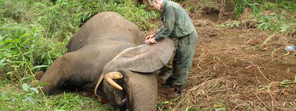 A large Elephant lies on the ground which is covered with leaf litter in the middle of a dense forest. A light skinned man stands over the elephant near its head, seemingly placing a collar around its neck. It is the first elephant collated on Mt. Cameroon