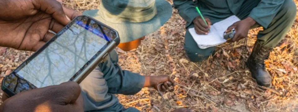 Three individuals appear to be rangers engaged in fieldwork within a dry, grassy environment with scattered trees. One person, whose hands are prominently featured in the foreground, is holding a smartphone displaying a tracking application. Another individual, wearing a camouflage hat and a long-sleeved green shirt, is kneeling and looking at something on the ground. A third person, also wearing a long-sleeved green shirt and boots, is kneeling and writing on a notepad while seemingly using a compass.