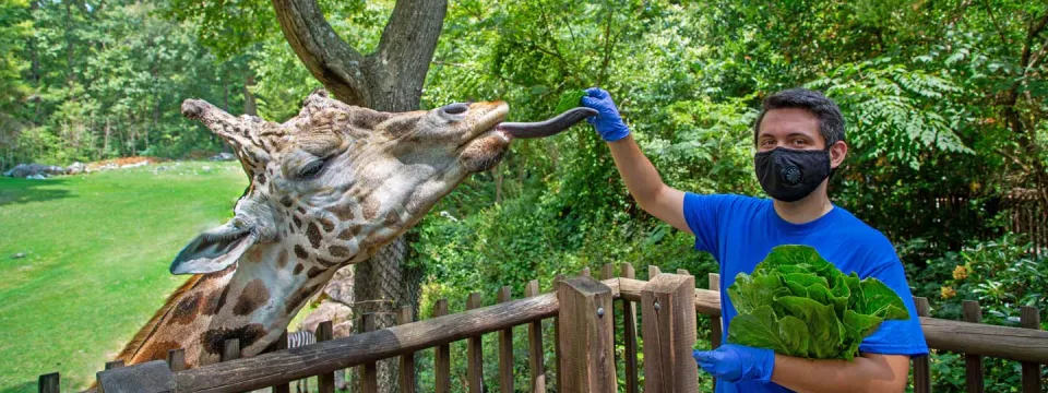 A man with dark hair and wearing a NC Zoo staff uniform and a mask, working the giraffe deck feeding deck. He is holding a head of lettuce in one arm and is extending the other out to feed a giraffe standing next to him with its tongue out.