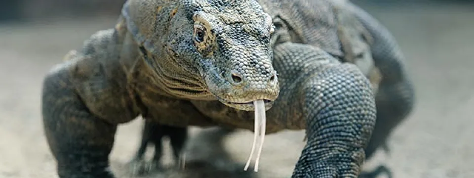 A Komodo Dragon walking towards the viewer, across a sandy terrain with tongue out. It is a large dark green lizard with dry and scaly skin and large, sharp claws.
