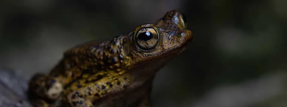 Puerto Rican Crested Toad 