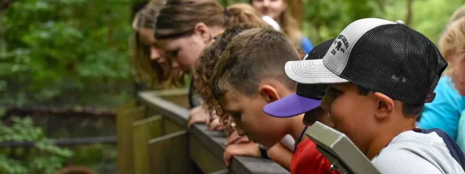 campers looking at snapping turtle in cypress swamp