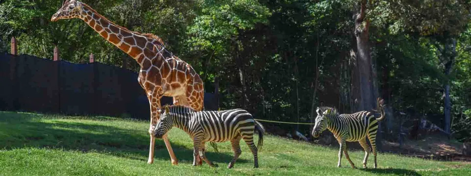 one giraffe and two zebras walking on habitat