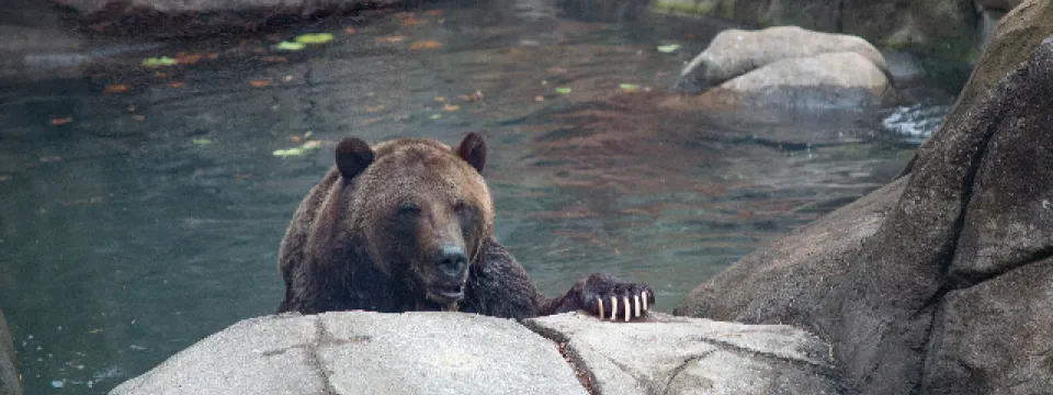 grizzly Ronan in the water