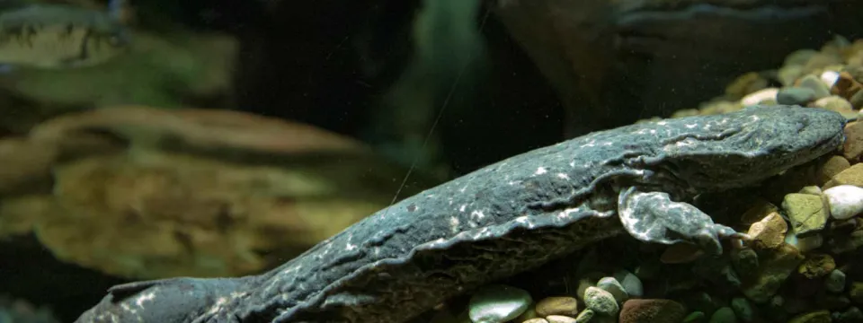 Hellbender closeup at Streamside