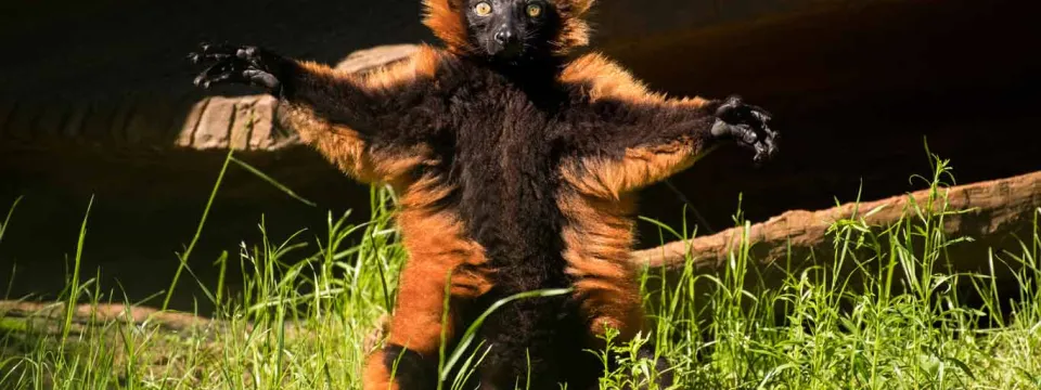 Red ruffed lemur with open arms