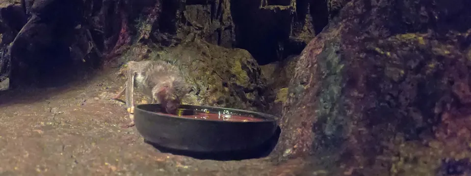 A small Vampire Bat walking upright and drinking blood from a small black bowl a rocky surface on all fours. From this angle, its large, pointed ears, flat snout and beady eyes are clearly visible.