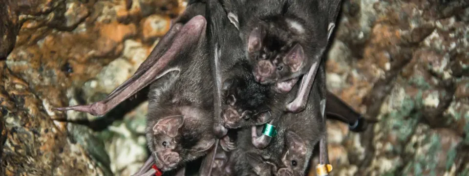 A group of five, small, brown Vampire Bats hanging upside down from a cave wall, looking at the viewer with their large ears and beady black eyes.